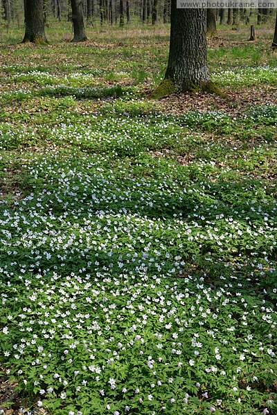 Poliskyi Reserve. Holiday bloom Zhytomyr Region Ukraine photos