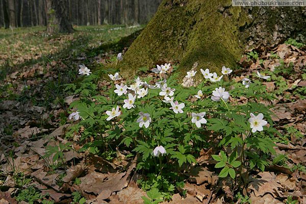 Poliskyi Reserve. Spring explosion Zhytomyr Region Ukraine photos