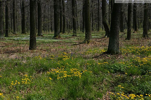 Poliskyi Reserve. Color spots undergrowth Zhytomyr Region Ukraine photos