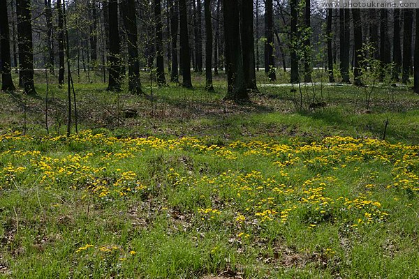 Poliskyi Reserve. Yellow-green carpet Zhytomyr Region Ukraine photos