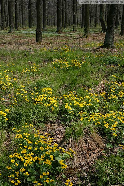 Poliskyi Reserve. Woodland spring Zhytomyr Region Ukraine photos