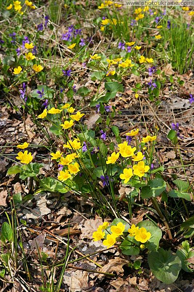 Poliskyi Reserve. Magical forest flowers Zhytomyr Region Ukraine photos