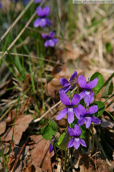 Poliskyi Reserve. Five petal fantasy Zhytomyr Region Ukraine photos