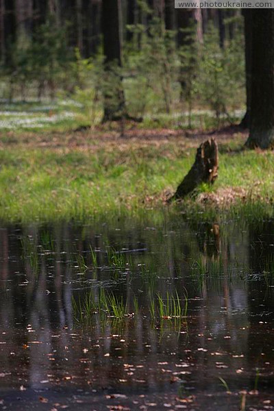 Poliskyi Reserve. Swamp woodlands Zhytomyr Region Ukraine photos