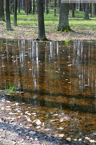 Poliskyi Reserve. During autumn of spring Zhytomyr Region Ukraine photos