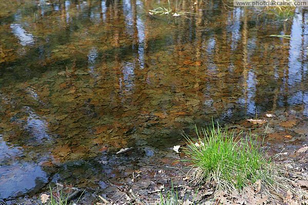 Poliskyi Reserve. Drowned defoliation Zhytomyr Region Ukraine photos