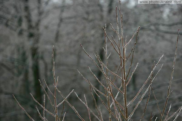 Poliskyi Reserve. Sudden icing Zhytomyr Region Ukraine photos