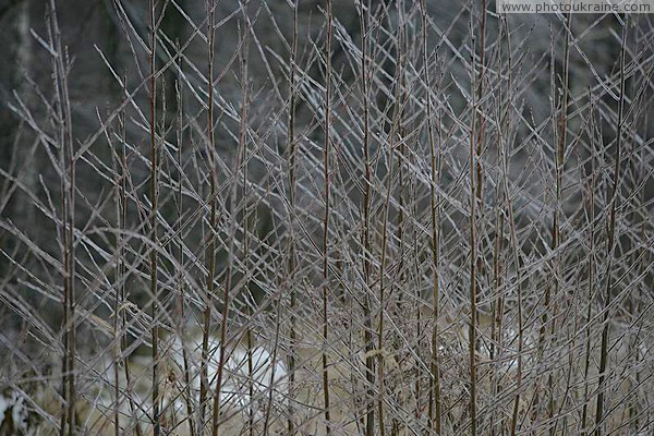 Поліський заповідник. Льодяна геометрія Житомирська область Фото України