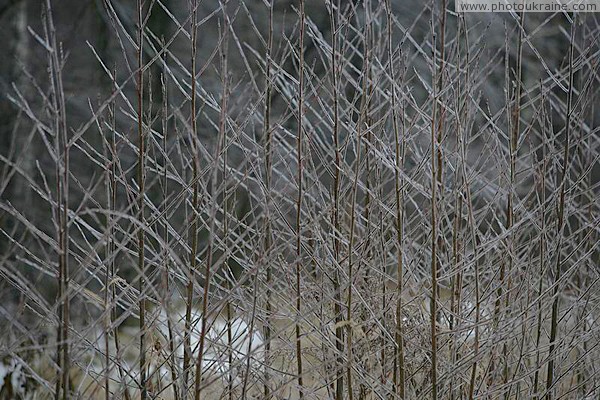 Poliskyi Reserve. Ice geometry Zhytomyr Region Ukraine photos