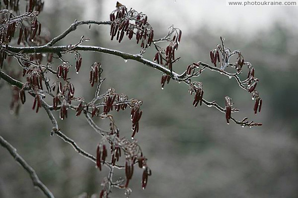 Poliskyi Reserve. Encrusted ovary Zhytomyr Region Ukraine photos