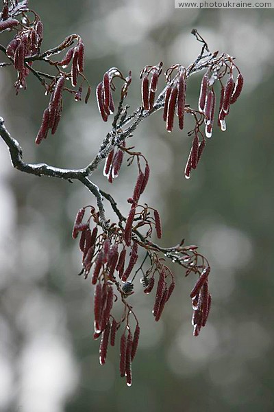 Poliskyi Reserve. Frozen tears Zhytomyr Region Ukraine photos