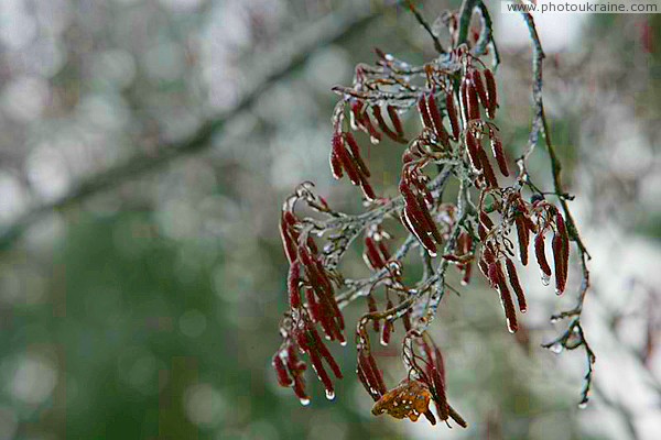 Poliskyi Reserve. Freezing rain Zhytomyr Region Ukraine photos