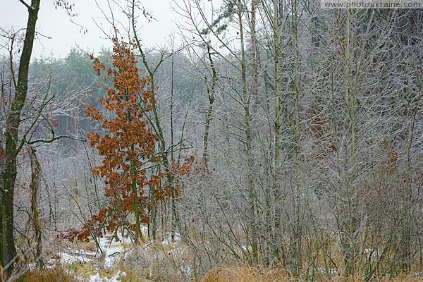 Poliskyi Reserve. Deciduous relic Zhytomyr Region Ukraine photos