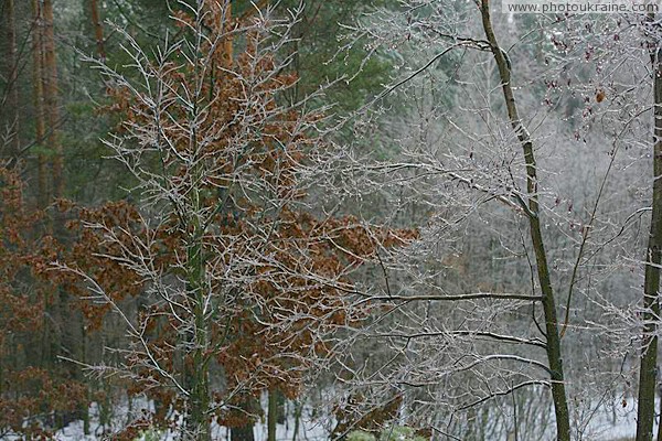 Poliskyi Reserve. Winter forest symphony Zhytomyr Region Ukraine photos