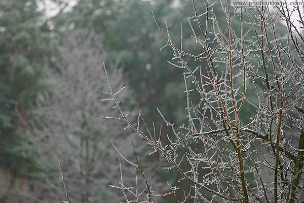 Poliskyi Reserve. Icy nature Zhytomyr Region Ukraine photos