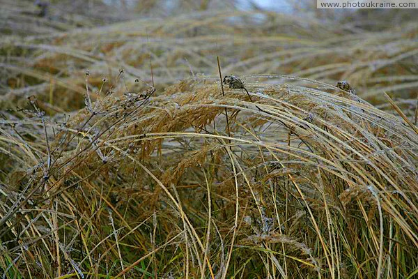 Poliskyi Reserve. Winter sketch Zhytomyr Region Ukraine photos