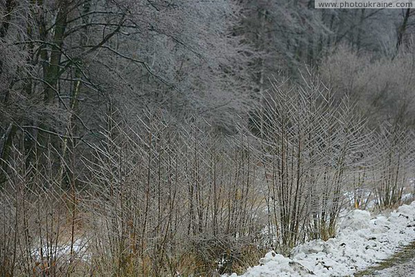 Полесский заповедник. Падшие злаки Житомирская область Фото Украины