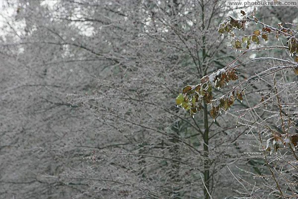 Poliskyi Reserve. Beginning of winter Zhytomyr Region Ukraine photos