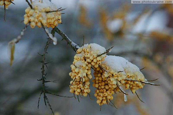 Poliskyi Reserve. Protected olives Zhytomyr Region Ukraine photos