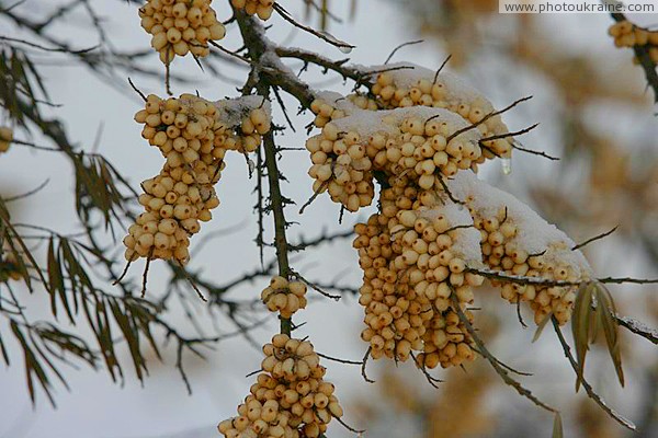 Poliskyi Reserve. Polissia olives Zhytomyr Region Ukraine photos