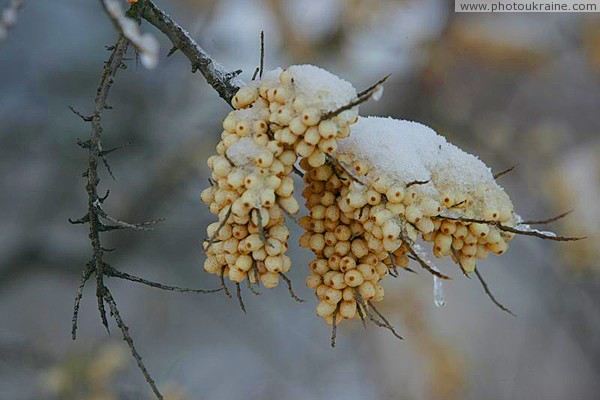 Poliskyi Reserve. Snow cap olive Zhytomyr Region Ukraine photos