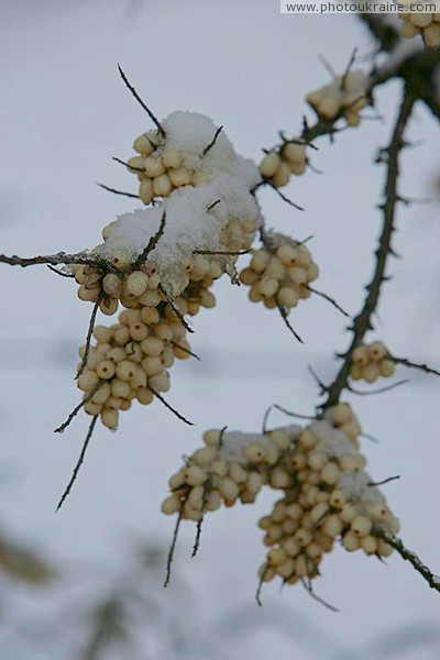 Poliskyi Reserve. Olive wintering Zhytomyr Region Ukraine photos