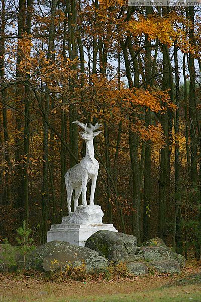 Radomyshl. Roadside deer Zhytomyr Region Ukraine photos