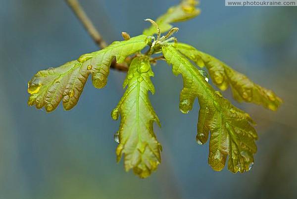 Oak tears Zhytomyr Region Ukraine photos