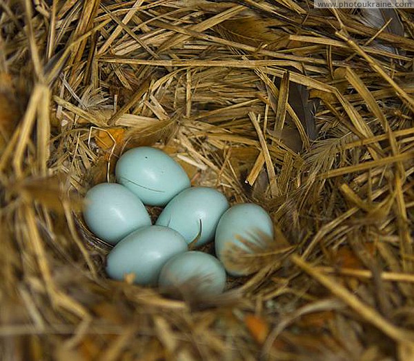 Defenseless birds' eggs Zhytomyr Region Ukraine photos