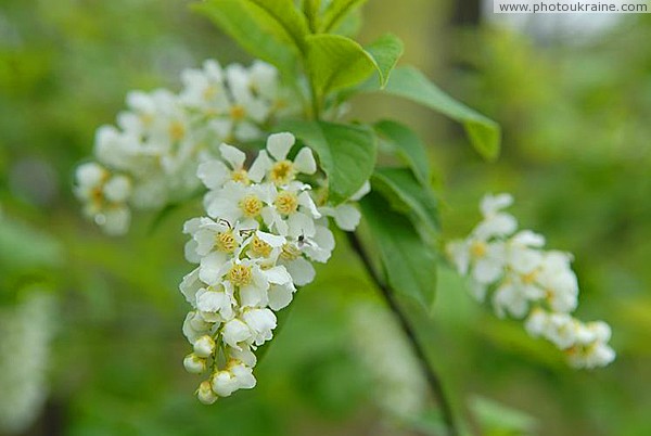 Flowering cherry Zhytomyr Region Ukraine photos