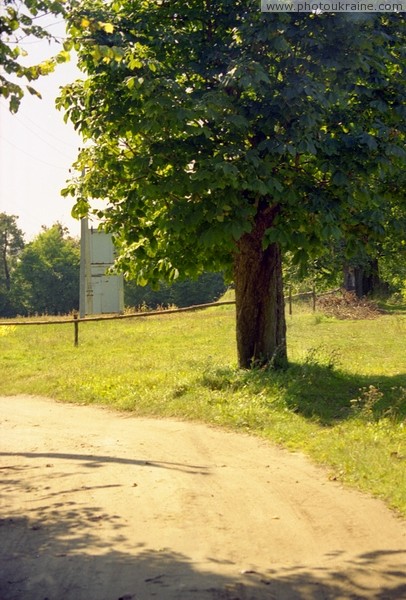 Vysokyi Kamin. Old chestnut in village Zhytomyr Region Ukraine photos