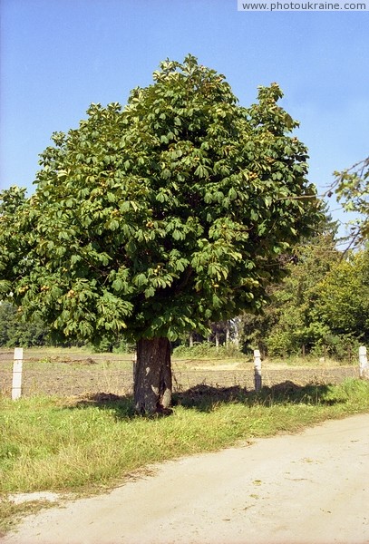 Vysokyi Kamin. Old Chestnut Zhytomyr Region Ukraine photos