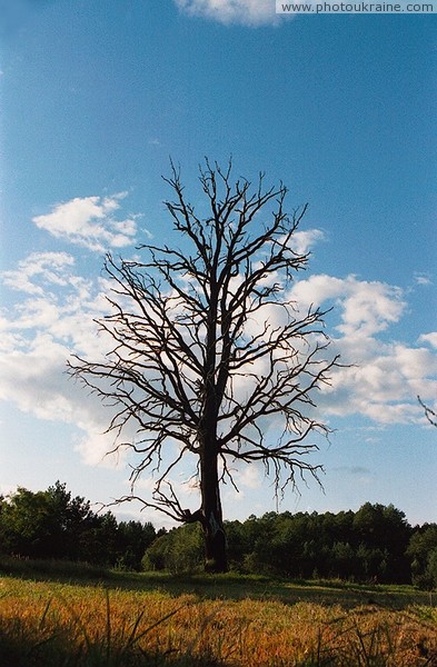 Dead tree Zhytomyr Region Ukraine photos
