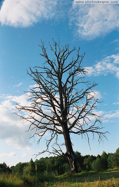 Chilling death of tree Zhytomyr Region Ukraine photos