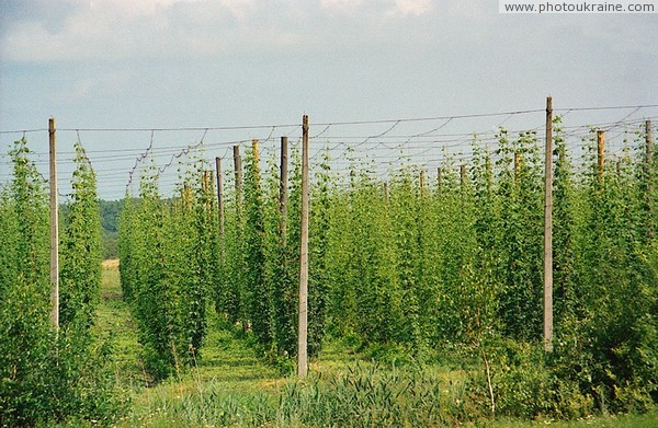 Zhytomyr  edge of hops Zhytomyr Region Ukraine photos