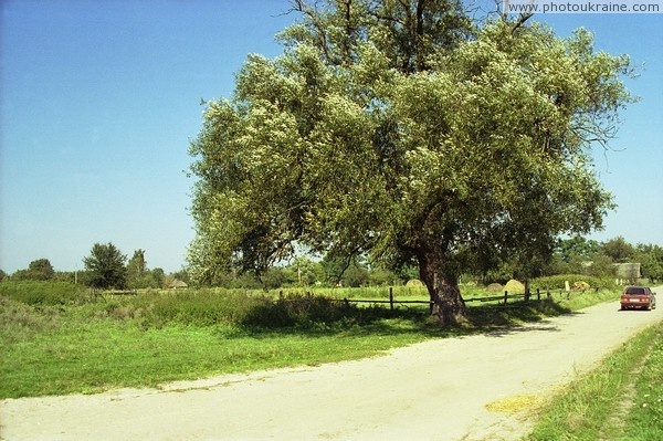 Old willow in village of New Yurivka Zhytomyr Region Ukraine photos