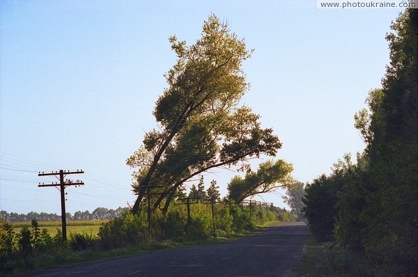 Trees bent in wind Zhytomyr Region Ukraine photos