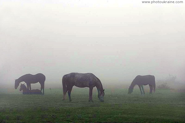 Valley of narcissus. Dawn is approaching Zakarpattia Region Ukraine photos