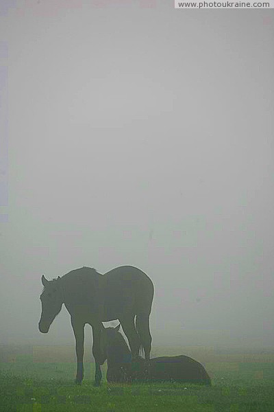 Долина нарцисів. Туманний світанок Закарпатська область Фото України
