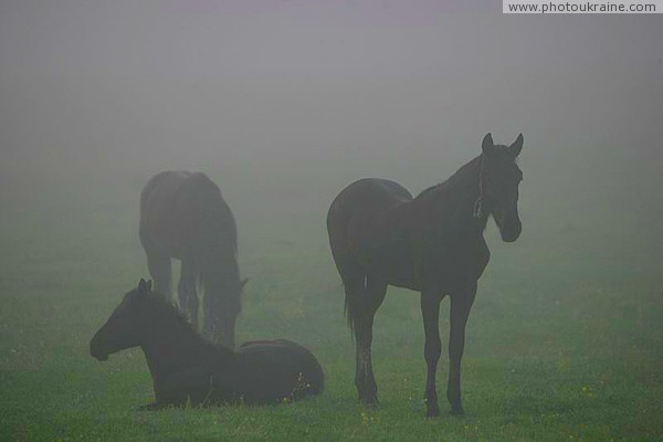 Valley of narcissus. Horses Zakarpattia Region Ukraine photos