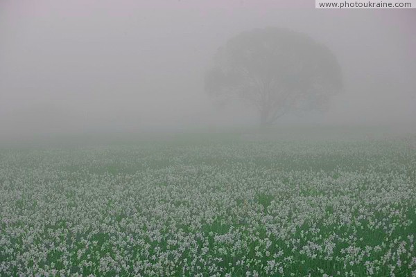 Valley of narcissus. At dawn Zakarpattia Region Ukraine photos