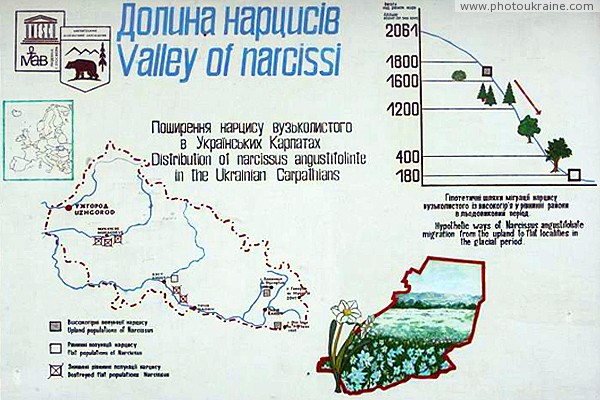 Valley of narcissus. Propagation of narcissus Zakarpattia Region Ukraine photos