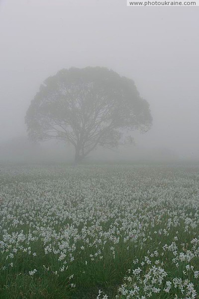 Долина нарцисів. Поле нарцисів в тумані Закарпатська область Фото України