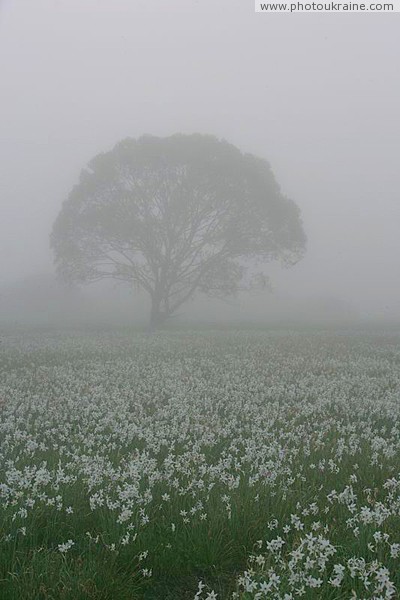 Valley of narcissus. Field of narcissus in fog Zakarpattia Region Ukraine photos