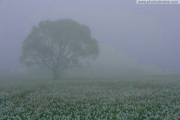 Valley of narcissus. Dawn narcissus Zakarpattia Region Ukraine photos