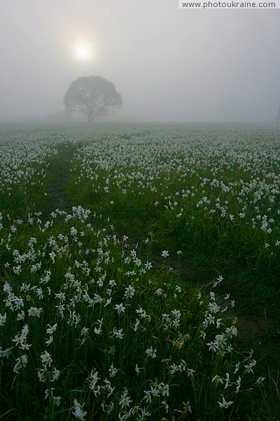 Valley of narcissus. Trail of rising sun Zakarpattia Region Ukraine photos