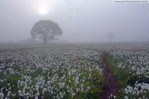 Valley of narcissus. Rising sun over narcissus Zakarpattia Region Ukraine photos