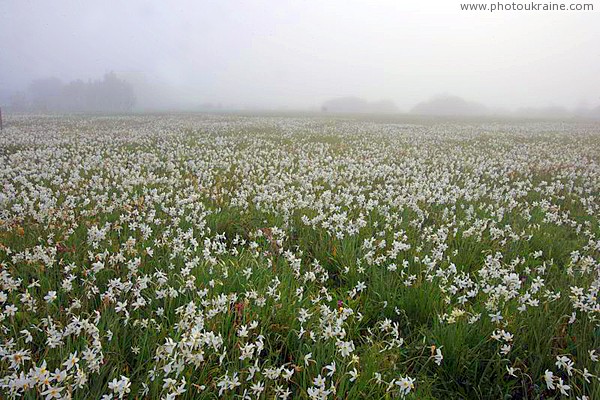 Valley of narcissus. Carpet of narcissus Zakarpattia Region Ukraine photos