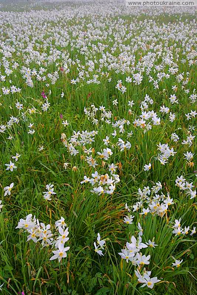 Valley of narcissus. Sea of narcissus  Zakarpattia Region Ukraine photos