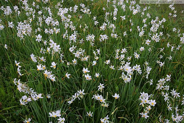 Valley of narcissus. Wave of narcissus Zakarpattia Region Ukraine photos